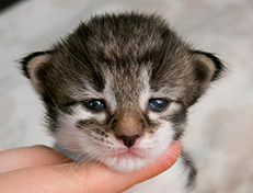 Wildfee's Norwegische Waldkatzen Wildfee's Solveig - zwei Wochen alt