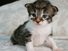 Wildfee's Norwegische Waldkatzen Wildfee's Solveig - zwei Wochen alt alt