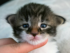Wildfee's Norwegische Waldkatzen Wildfee's Sylvie - zwei Wochen alt
