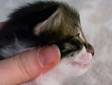 Wildfee's Norwegische Waldkatzen Wildfee's Sylvie - zwei Wochen alt