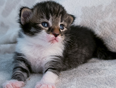 Wildfee's Norwegische Waldkatzen Wildfee's Sylvie - zwei Wochen alt alt