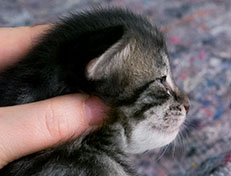 Wildfee's Norwegische Waldkatzen Wildfee's Synofee - zwei Wochen alt
