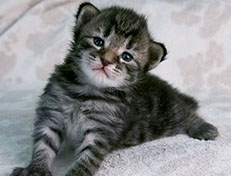 Wildfee's Norwegische Waldkatzen Wildfee's Synofee - zwei Wochen alt