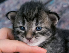 Wildfee's Norwegische Waldkatzen Wildfee's Synofee - zwei Wochen alt alt