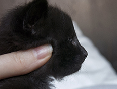 Wildfee's Norwegische Waldkatzen Wildfee's Salem Saberhagen - drei Wochen alt