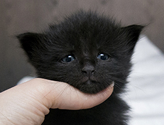 Wildfee's Norwegische Waldkatzen Wildfee's Salem Saberhagen - drei Wochen alt alt