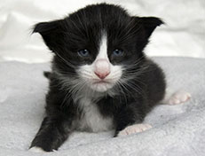 Wildfee's Norwegische Waldkatzen Wildfee's Samson - drei Wochen alt