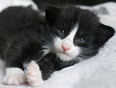Wildfee's Norwegische Waldkatzen Wildfee's Samson - drei Wochen alt alt