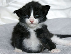 Wildfee's Norwegische Waldkatzen Wildfee's Samson - drei Wochen alt alt