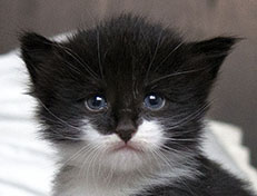 Wildfee's Norwegische Waldkatzen Wildfee's Siri Swana - drei Wochen alt