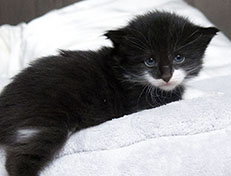 Wildfee's Norwegische Waldkatzen Wildfee's Siri Swana - drei Wochen alt