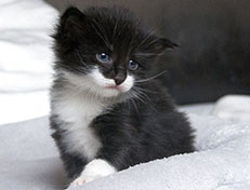 Wildfee's Norwegische Waldkatzen Wildfee's Siri Swana - drei Wochen alt alt