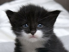 Wildfee's Norwegische Waldkatzen Wildfee's Siri Swana - drei Wochen alt alt