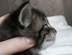 Wildfee's Norwegische Waldkatzen Wildfee's Solgunn - drei Wochen alt