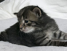Wildfee's Norwegische Waldkatzen Wildfee's Solgunn - drei Wochen alt alt