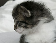 Wildfee's Norwegische Waldkatzen Wildfee's Solveig - drei Wochen alt