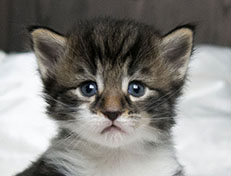 Wildfee's Norwegische Waldkatzen Wildfee's Sylvie - drei Wochen alt