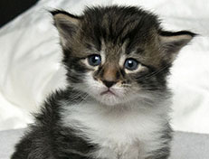 Wildfee's Norwegische Waldkatzen Wildfee's Sylvie - drei Wochen alt