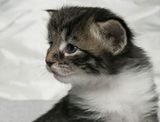 Wildfee's Norwegische Waldkatzen Wildfee's Sylvie - drei Wochen alt alt