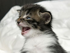Wildfee's Norwegische Waldkatzen Wildfee's Sylvie - drei Wochen alt alt