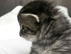 Wildfee's Norwegische Waldkatzen Wildfee's Synofee - drei Wochen alt