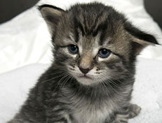Wildfee's Norwegische Waldkatzen Wildfee's Synofee - drei Wochen alt