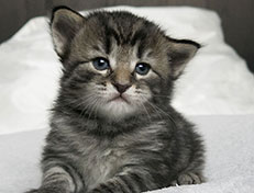 Wildfee's Norwegische Waldkatzen Wildfee's Synofee - drei Wochen alt alt