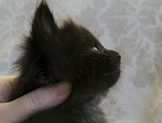 Wildfee's Norwegische Waldkatzen Wildfee's Salem Saberhagen - 4 Wochen alt