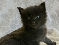 Wildfee's Norwegische Waldkatzen Wildfee's Salem Saberhagen - 4 Wochen alt alt