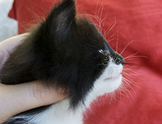 Wildfee's Norwegische Waldkatzen Wildfee's Siri Swana - 4 Wochen alt