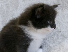 Wildfee's Norwegische Waldkatzen Wildfee's Siri Swana - 4 Wochen alt alt