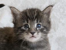 Wildfee's Norwegische Waldkatzen Wildfee's Solgunn - 4 Wochen alt