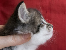 Wildfee's Norwegische Waldkatzen Wildfee's Solveig - 4 Wochen alt