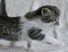 Wildfee's Norwegische Waldkatzen Wildfee's Solveig - 4 Wochen alt alt