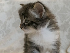 Wildfee's Norwegische Waldkatzen Wildfee's Sylvie - 4 Wochen alt