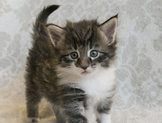 Wildfee's Norwegische Waldkatzen Wildfee's Sylvie - 4 Wochen alt alt