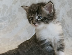 Wildfee's Norwegische Waldkatzen Wildfee's Sylvie - 4 Wochen alt alt