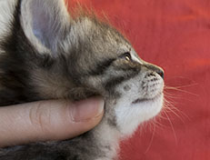 Wildfee's Norwegische Waldkatzen Wildfee's Synofee - 4 Wochen alt