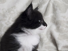 Wildfee's Norwegische Waldkatzen Wildfee's Siri Swana - 5 Wochen alt