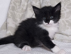 Wildfee's Norwegische Waldkatzen Wildfee's Siri Swana - 5 Wochen alt alt