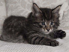 Wildfee's Norwegische Waldkatzen Wildfee's Solgunn - 5 Wochen alt alt
