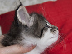 Wildfee's Norwegische Waldkatzen Wildfee's Solveig - 5 Wochen alt