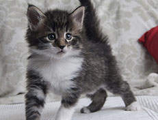 Wildfee's Norwegische Waldkatzen Wildfee's Sylvie - 5 Wochen alt