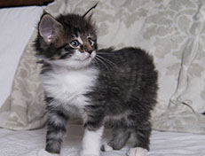 Wildfee's Norwegische Waldkatzen Wildfee's Sylvie - 5 Wochen alt alt