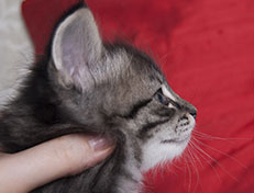 Wildfee's Norwegische Waldkatzen Wildfee's Synofee - 5 Wochen alt