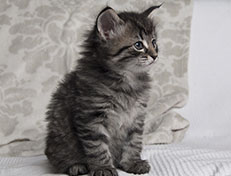 Wildfee's Norwegische Waldkatzen Wildfee's Synofee - 5 Wochen alt alt