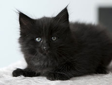 Wildfee's Norwegische Waldkatzen Wildfee's Salem Saberhagen - 6 Wochen alt alt