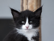 Wildfee's Norwegische Waldkatzen Wildfee's Samson - 6 Wochen alt