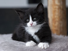 Wildfee's Norwegische Waldkatzen Wildfee's Samson - 6 Wochen alt