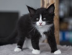 Wildfee's Norwegische Waldkatzen Wildfee's Samson - 6 Wochen alt alt